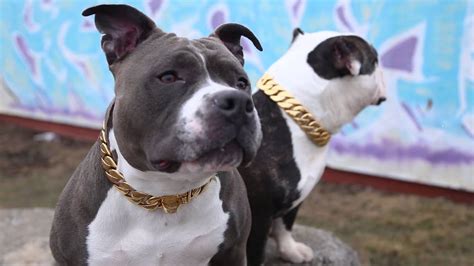 Gold Dog Collar Collection | BIG DOG CHAINS - YouTube