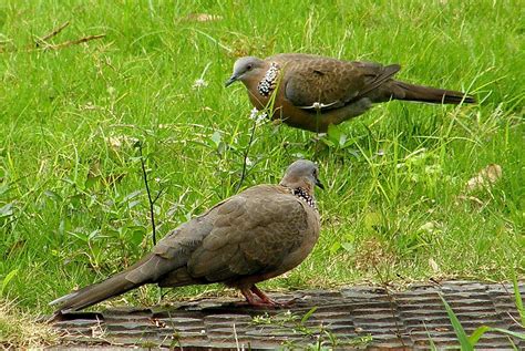 birds of nepal: spotted dove in nepal