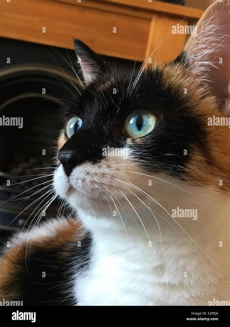 Calico cat blue green eyes Stock Photo - Alamy