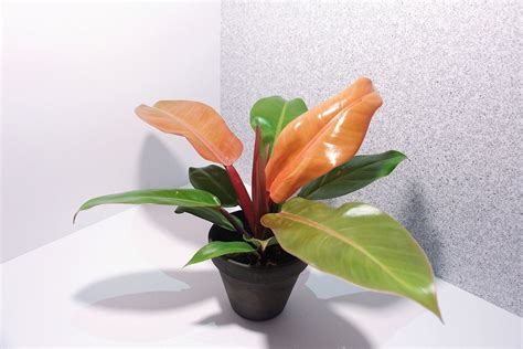 Philodendron ‘Prince of Orange’: profile - Plantura