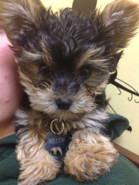 Yorkie poo Tiny Puppies, Adorable Puppies, Cute Dogs, Dog Patch, Yorkie ...