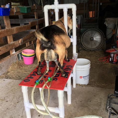 Goat Stand Milking Feed Bucket Nigerian Dwarf Pygmy Sheep Made | Etsy | Nigerian dwarf, Goats ...