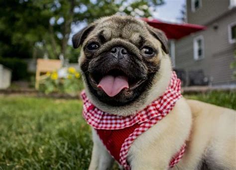 Why Is My Pug Barking A Lot [See 11 Reasons]