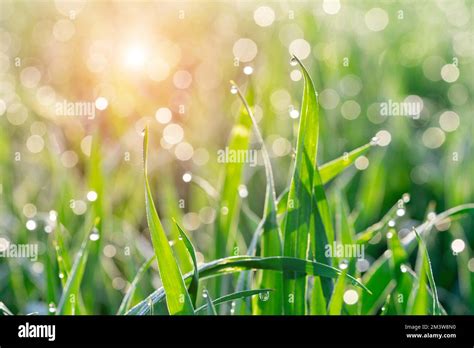 Dew on grass Stock Photo - Alamy