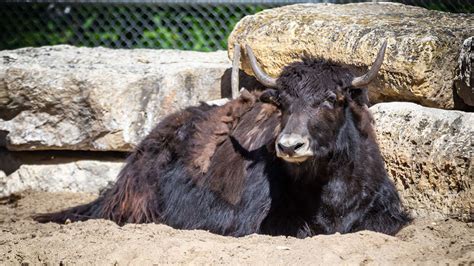 Creature Feature: Domestic Yak | Assiniboine Park Conservancy