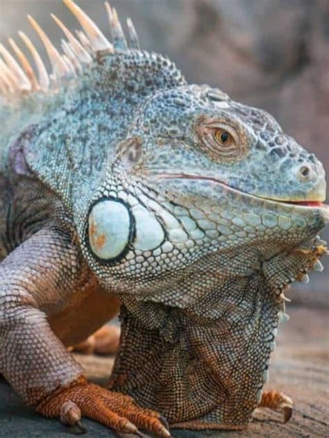 Bearded Dragon vs. Iguana: Discover Their 5 Key Differences - AZ Animals