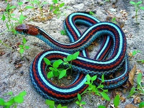 A California Red-sided Garter Snake with a color mutation that gives it neon blue stripes ...