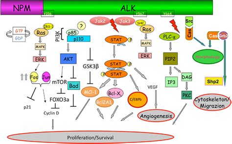 Frontiers | ALK signaling and target therapy in anaplastic large cell lymphoma | Oncology