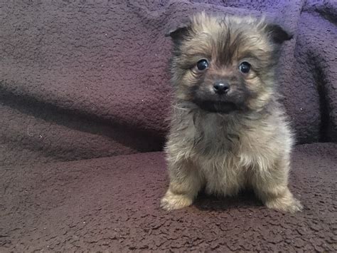 Pomchi Puppies | in Swansea | Gumtree