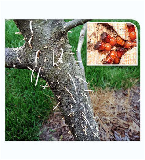 Ambrosia Beetle Damage Treatment | Tree Doctor USA