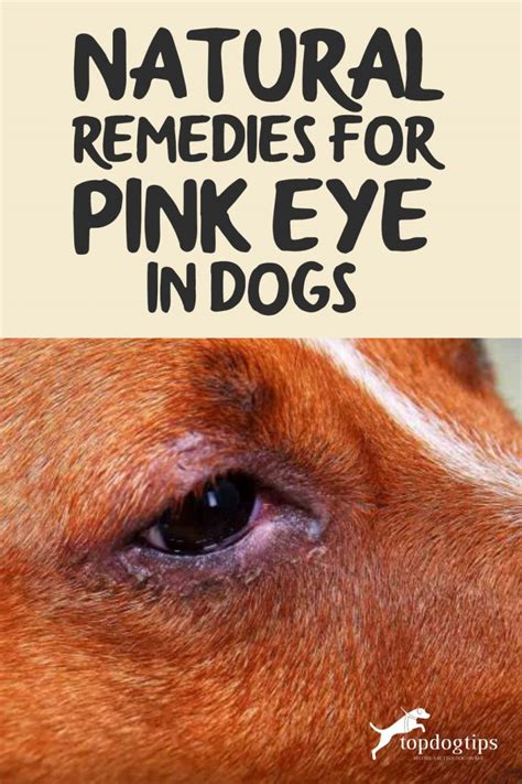 Natural Remedies for Pink Eye in Dogs