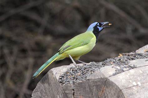 11 Gorgeous Green Bird Photos You Need to See - Birds and Blooms