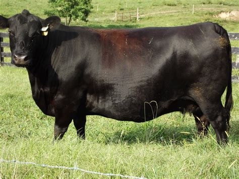 Nutritional Input- Registered Black Herefords and Registered Black Angus Cattle — Triple T Farm ...