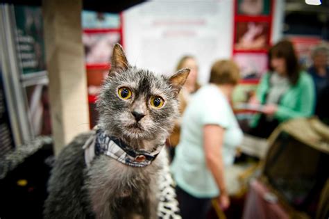 Werewolf cats are being bred and they are not cute - SFGate