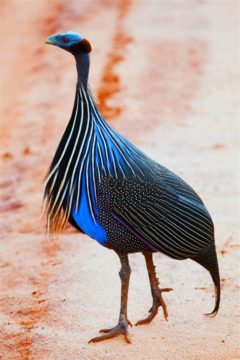 Vulturine Guineafowl | Disney Animals Wiki | Fandom