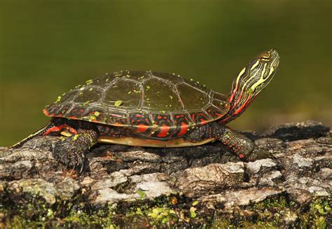 Painted Turtle Facts and Pictures | Reptile Fact