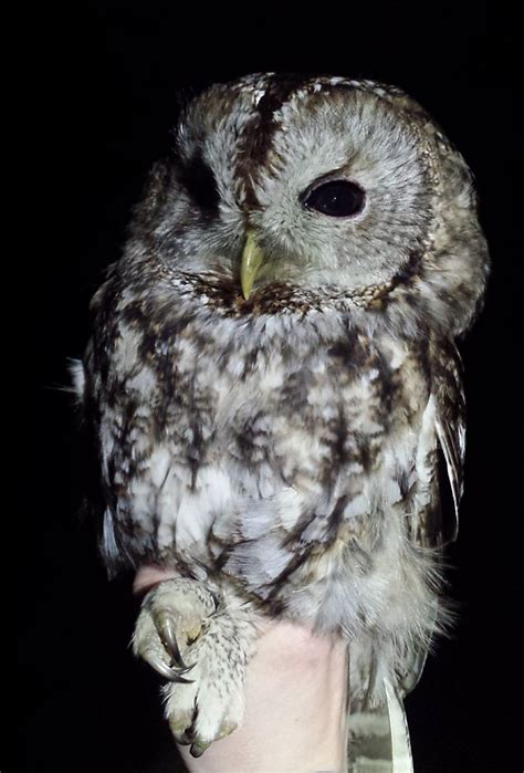 BBC Blogs - Springwatch - "I ring tawny owls and this is why"