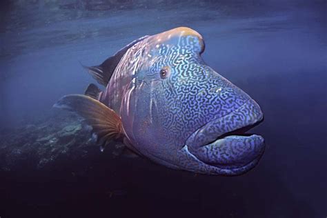 HUMPHEAD WRASSE FACTS - CRITTERFACTS