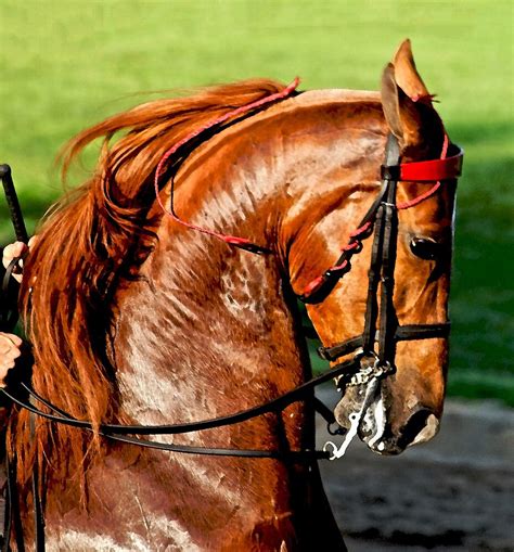 "American Saddlebred Horse Portrait" by Oldetimemercan | Redbubble