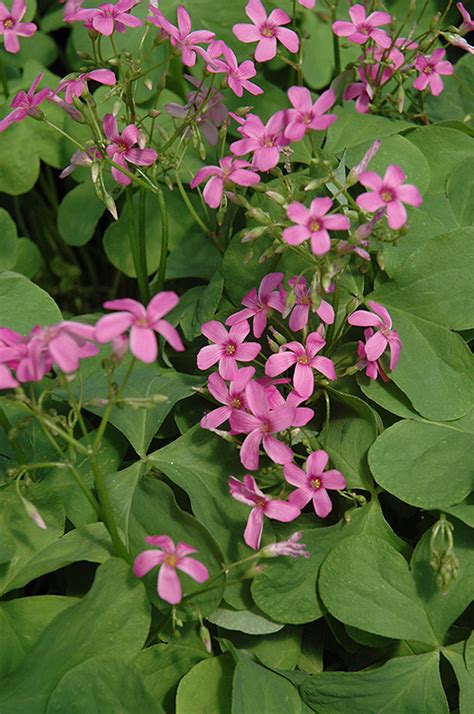 Pink Wood Sorrel (Oxalis crassipes 'Rosea') in Richmond Fairfax Loudoun Prince William ...