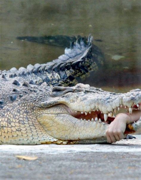 Laugh Gags: The Crocodile attacks