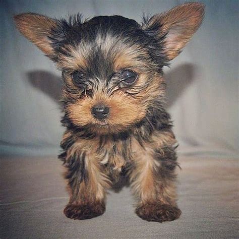 Yorkie Poo Health Issues - Pets Lovers