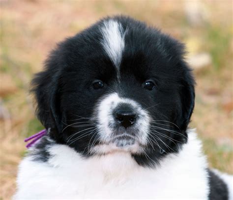 Pin by Sarah Henderson on Dogs, dogs, dogs! | Newfoundland dog puppy, Cute animals, Landseer dog