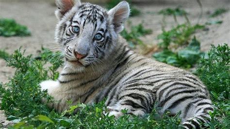 White Tiger Cubs Desktop Wallpapers - Wallpaper Cave