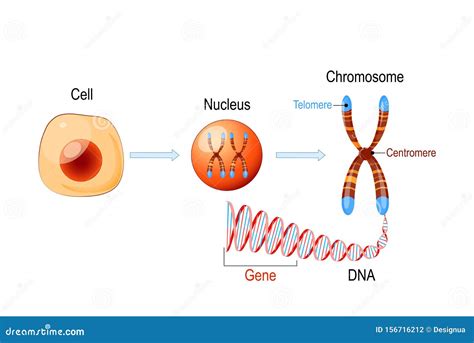 Cell Structure. Nucleus with Chromosomes, DNA Molecule, Telomere and Gene Stock Vector ...