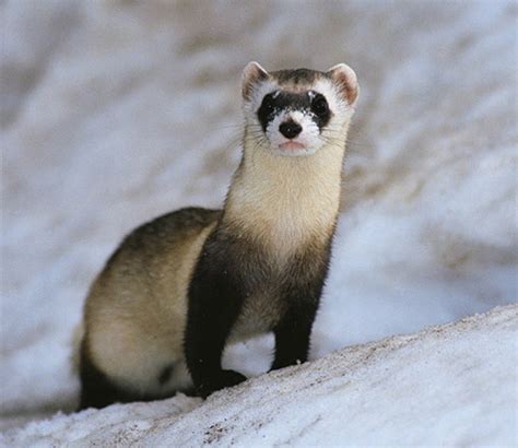 Black footed ferret in the snow - The Endangered Black Footed Ferret ...