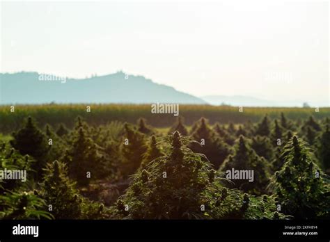 Aerial view of large cannabis medical marijuana hemp fields at sunset Stock Photo - Alamy