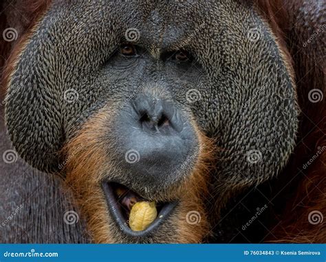 Close Up Portrait of Orangutan Eating Banana Stock Image - Image of eating, looking: 76034843