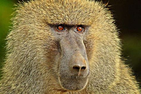 Earliest baboon found in a cave littered with hominid fossils