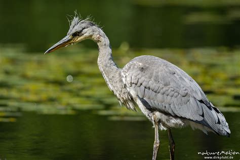 Graureiher, Ardea cinerea, Ardeidae, Jungtier auf Nahrungssuche in Ufernähe, im Kopfgefieder ...