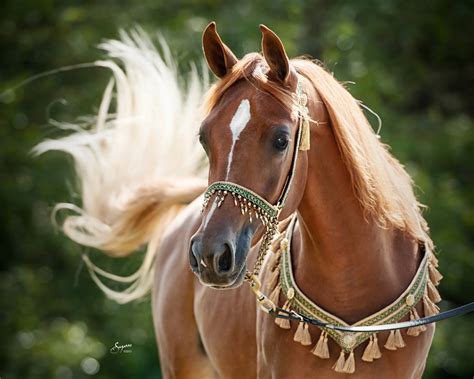 اروع واجمل صور خيول عربية أصيلة beautiful Arabian horse - خواطر عفاف