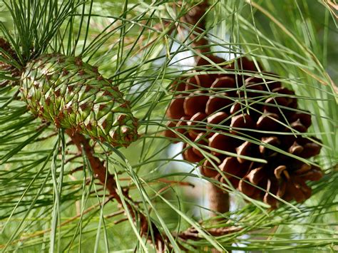 Strobili_(female)_Pinus_palustris_Sep_MMF