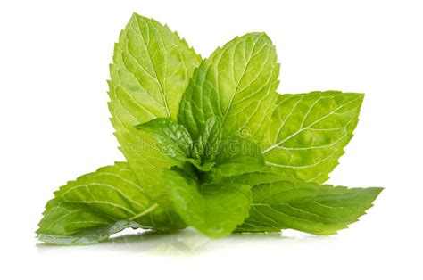 Green leaves of fresh mint stock photo. Image of tasty - 139354786