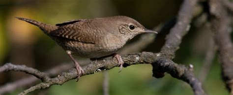 Texas Wildlife Management Plan Examples - Wildlife Exemption in Texas