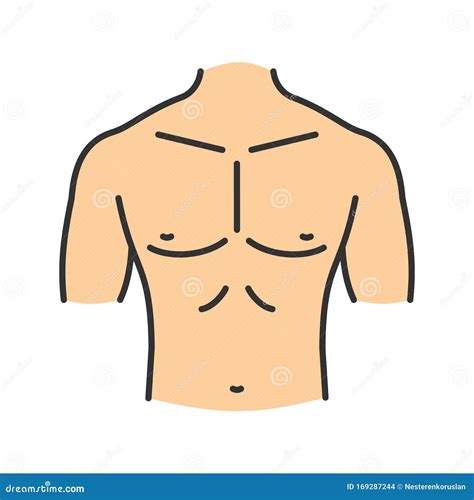 Muscular Chest Cartoon Vector | CartoonDealer.com #51824775