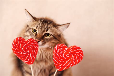 20 Cats Who Want To Be Your Valentine This Valentine's Day [PICTURES] - CatTime | Valentines day ...