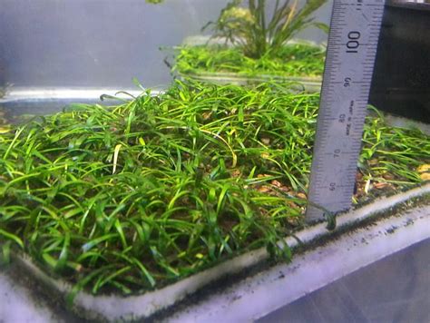 Cryptocoryne Parva