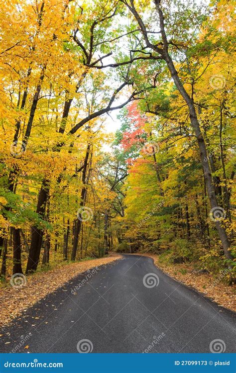 Fall tree tunnel stock image. Image of green, peaceful - 27099173