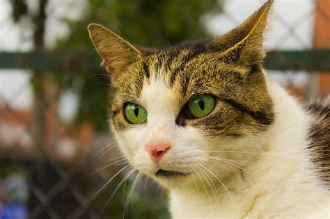 Free download | HD wallpaper: brown and white tabby cat, face, spotted, green-eyed, domestic Cat ...