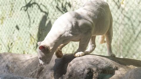 World's First Albino Ocelot Found In The Wild Gets New Home In Zoo : r/bigcats