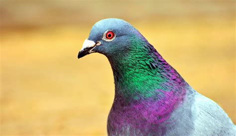 Free picture: pigeon, bird, feather, beak, colorful, color