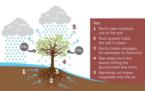 How trees reduce the risks caused by flooding — Protect Earth