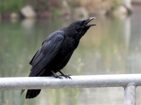 Carrion Crow - eBird