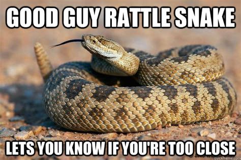 31 Most Funny Snake Meme Pictures And Images