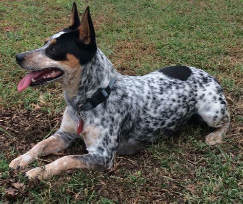 Lulu Blue Heelers, Hybrid Dogs, Rat Terriers, Rats, Australia, Animals, Animales, Animaux, Animal