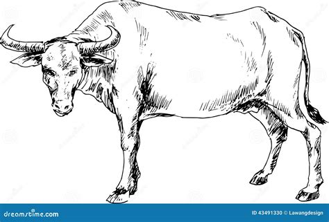 Hand Drawn Buffalo Stock Vector - Image: 43491330